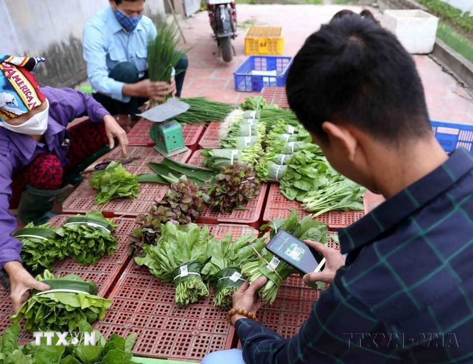 Hợp tác xã rau hữu cơ Thanh Xuân (xã Thanh Xuân, huyện Sóc Sơn, Hà Nội) chuyên sản xuất các loại rau an toàn theo hướng hữu cơ, mỗi tháng cung cấp cho các doanh nghiệp và hệ thống cửa hàng thực phẩm sạch trên địa bàn Hà Nội khoảng 30 tấn sản phẩm. (Ảnh: Vũ Sinh/TTXVN)