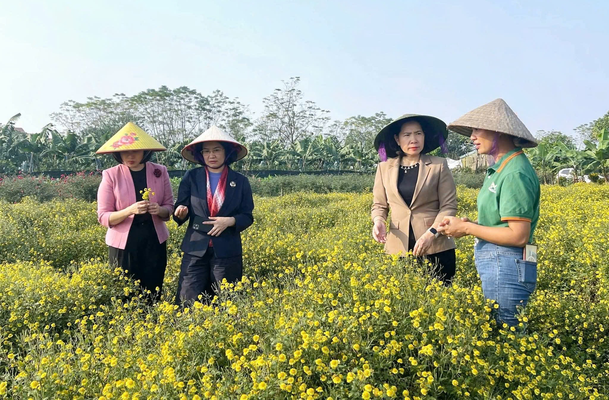 vung-trong-cuc-co-tra-cua-hop-tac-xa-ha-noi-xanh-xa-lien-minh-..jpeg