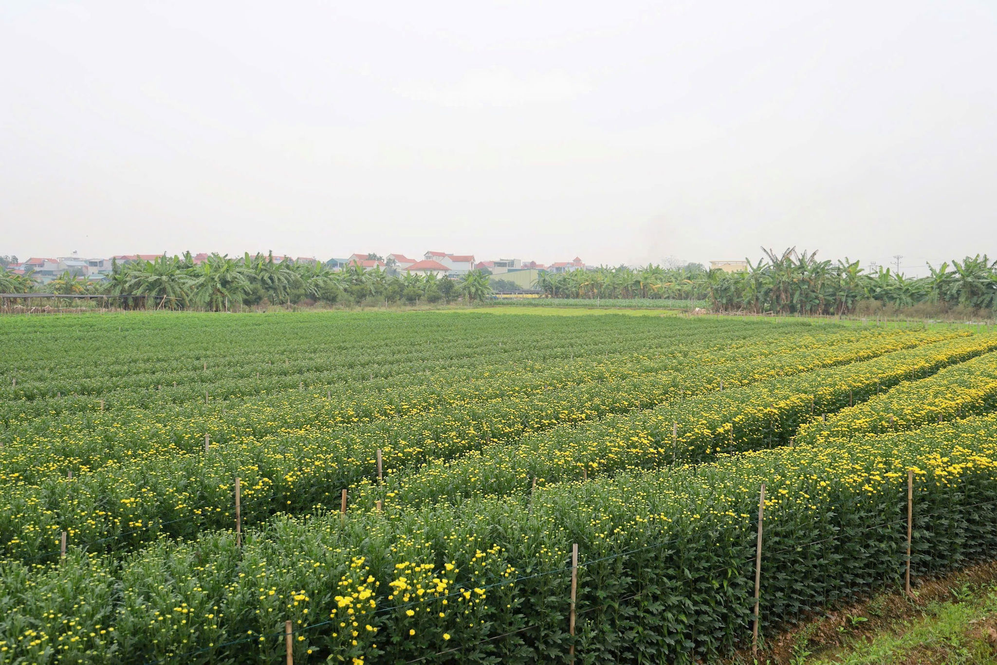 hoa-tam-thuan-2.jpeg