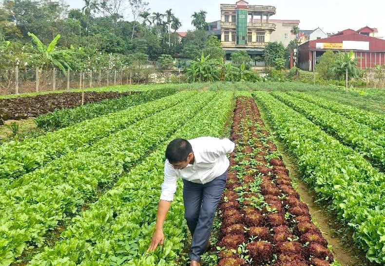 Ông Bùi Văn Bình - Chủ tịch Hội Nông dân xã Nam Phù đi thăm ruộng của bà con nông dân. Ảnh: Bảo Thoa