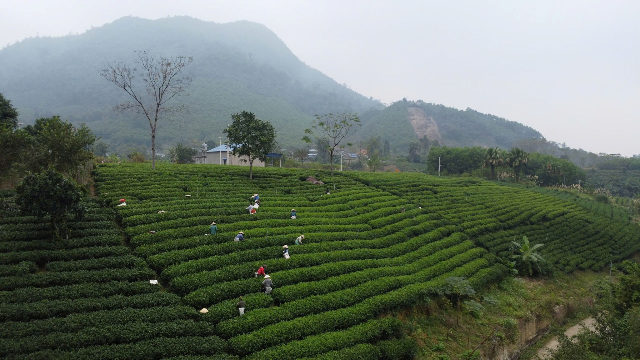 Những ngày đầu xuân Bính Ngọ bà con vẫn hăng say sản xuất trên những triền đồi. Ảnh: Bảo Hân