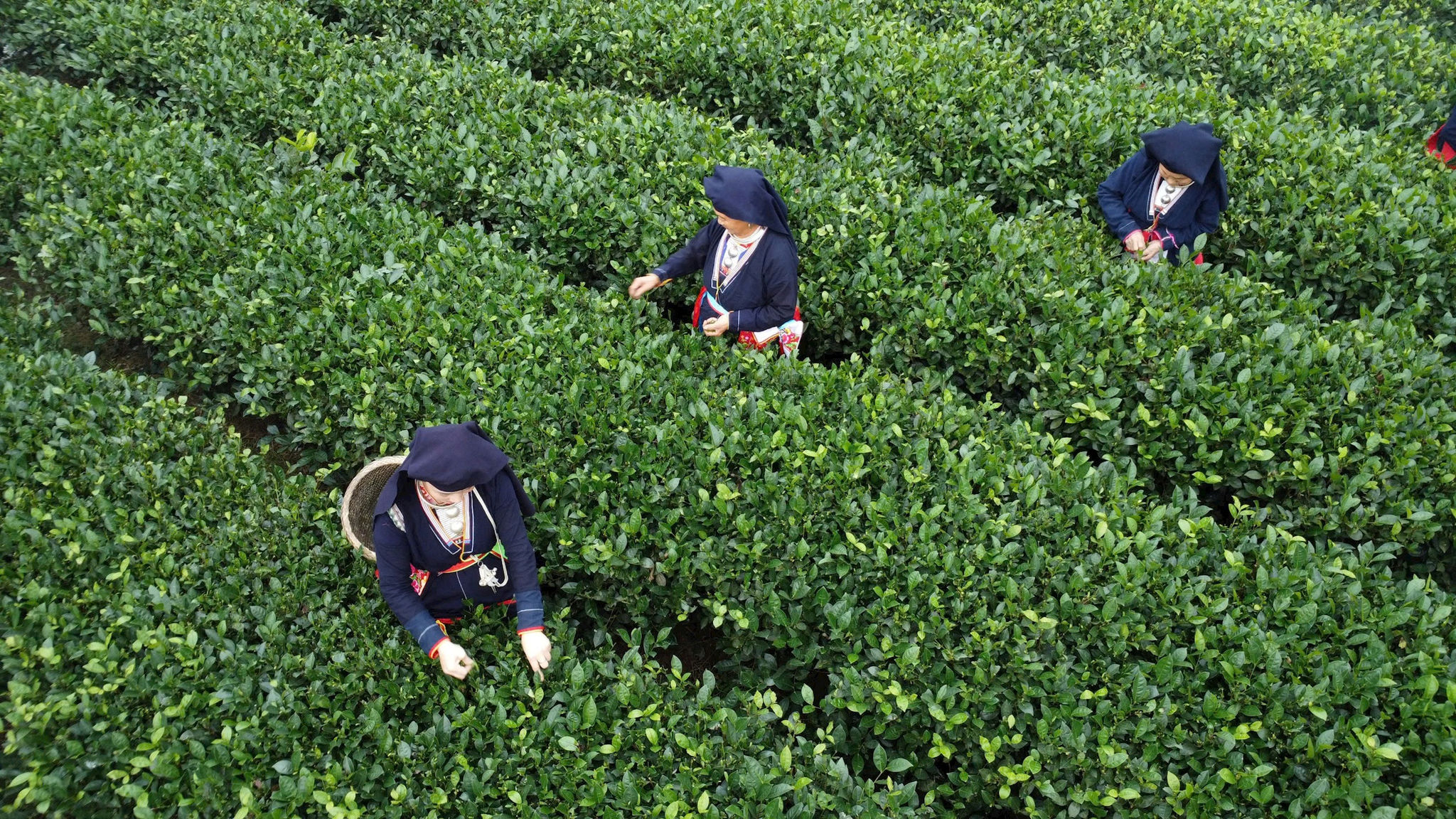 Người Dao tưng bừng xuống các nương chè La Bàng xuân mới. Ảnh: Bảo Hân