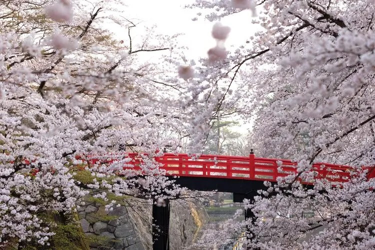 hirosaki.jpeg