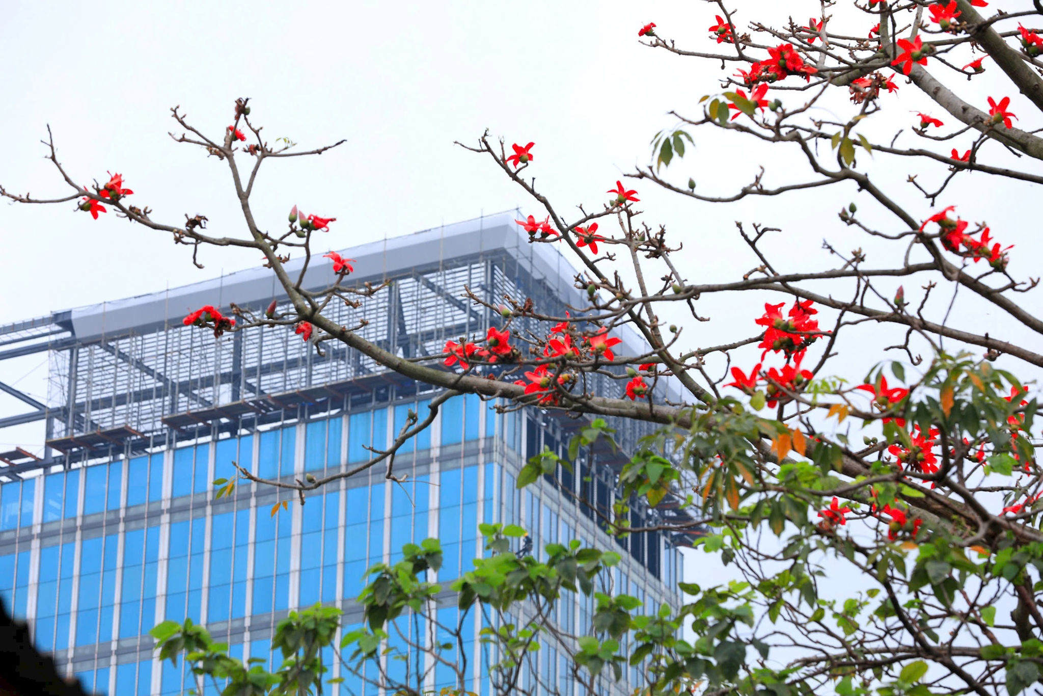 Cây gạo nở đỏ rực trên nền xanh của kiến trúc hiện đại ở đường Vành đai 1, khu vực con đường Gốm Sứ. Ảnh: Hoa Thành