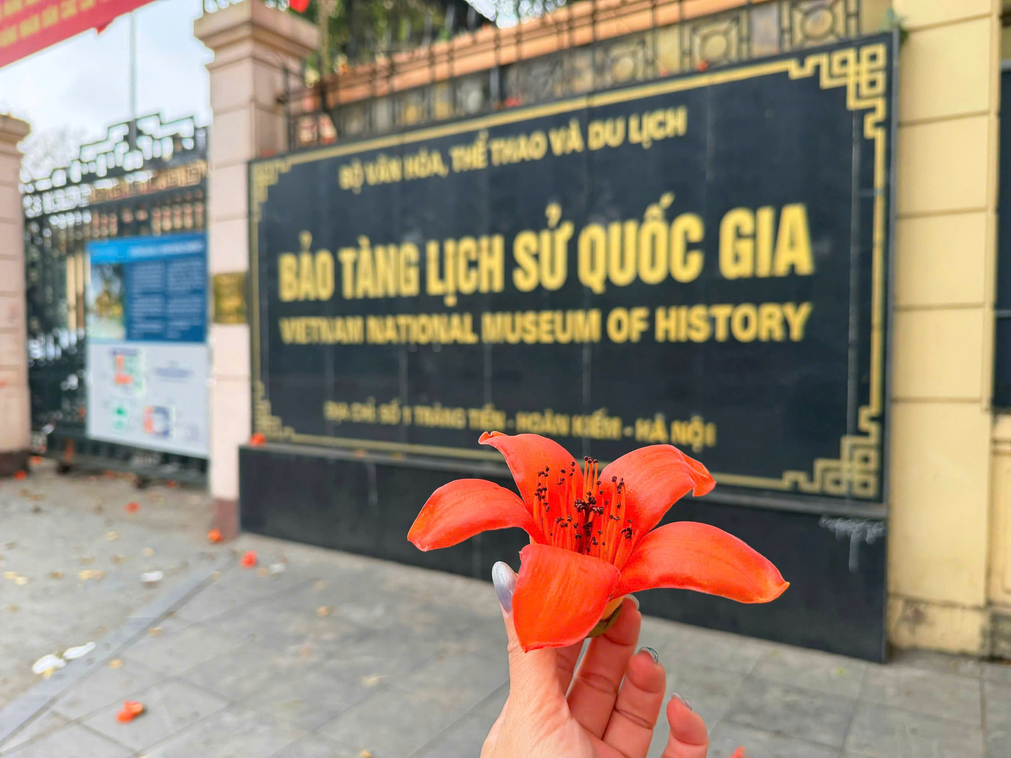 Du khách cũng có thể tìm thấy màu hoa Gạo ở Bảo tàng Lịch sử Quốc Gia. Ảnh: Hoa T