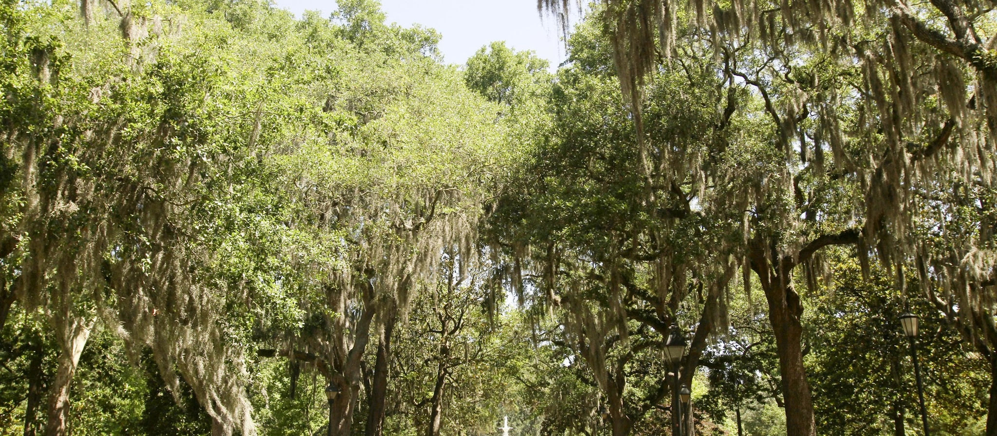 savannah.jpg