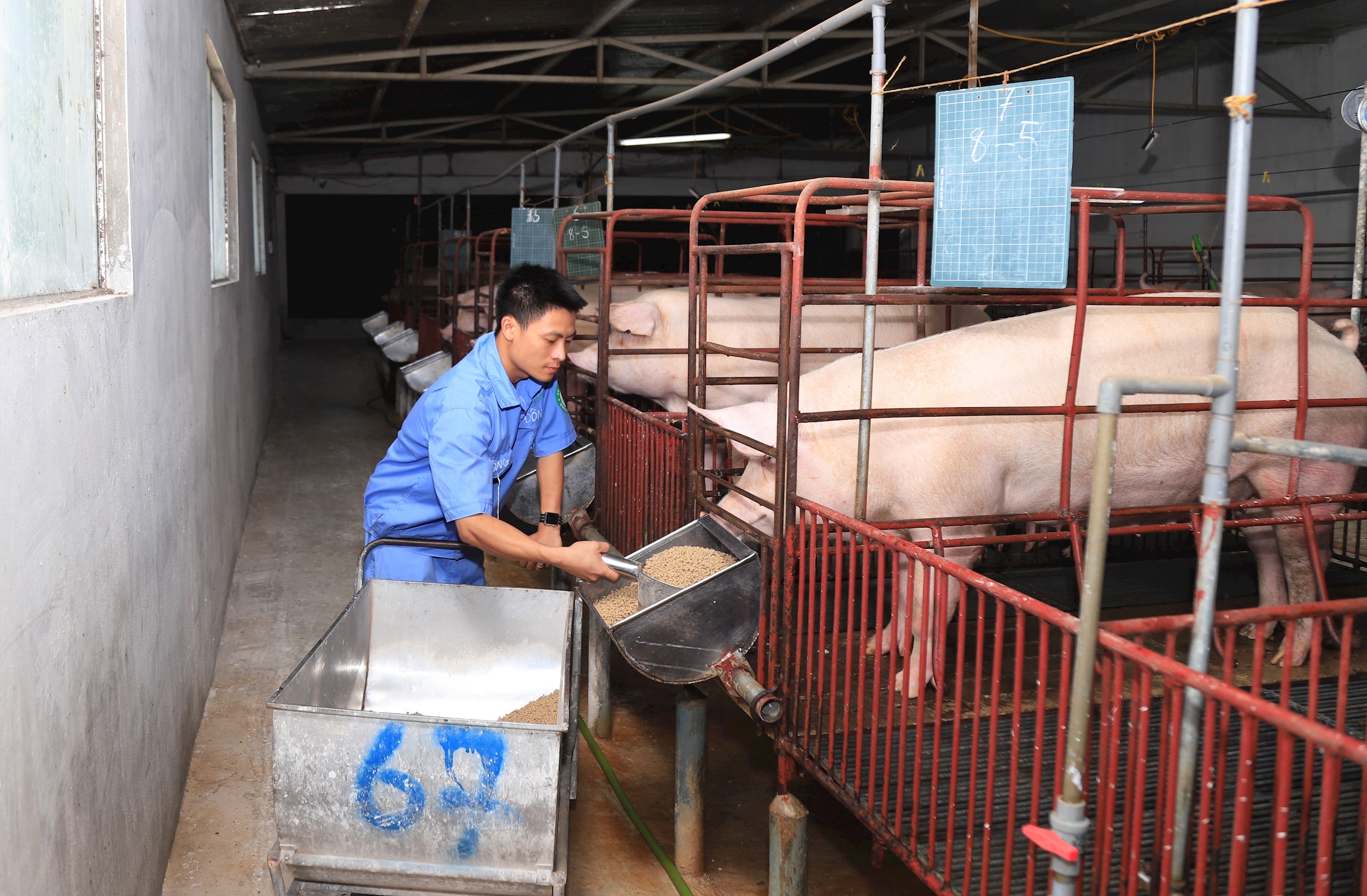 Cura dei suini secondo gli standard VietGAP presso l'allevamento nella comune di Phuc Thinh. - foto di Do Tam.jpg