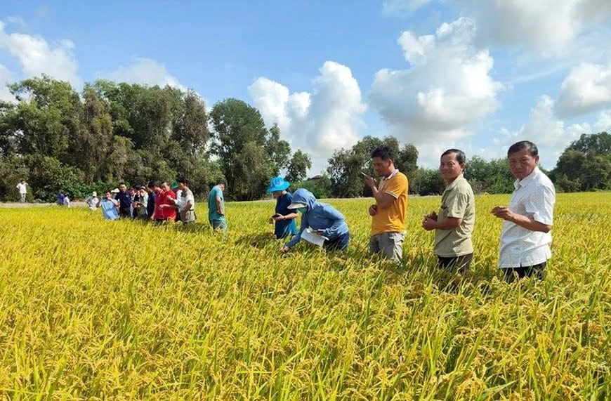rice-field(1).jpg