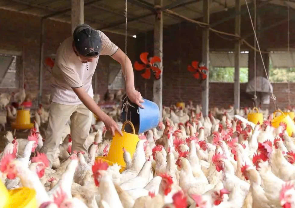 chicken-farm-hanoi(1).jpg