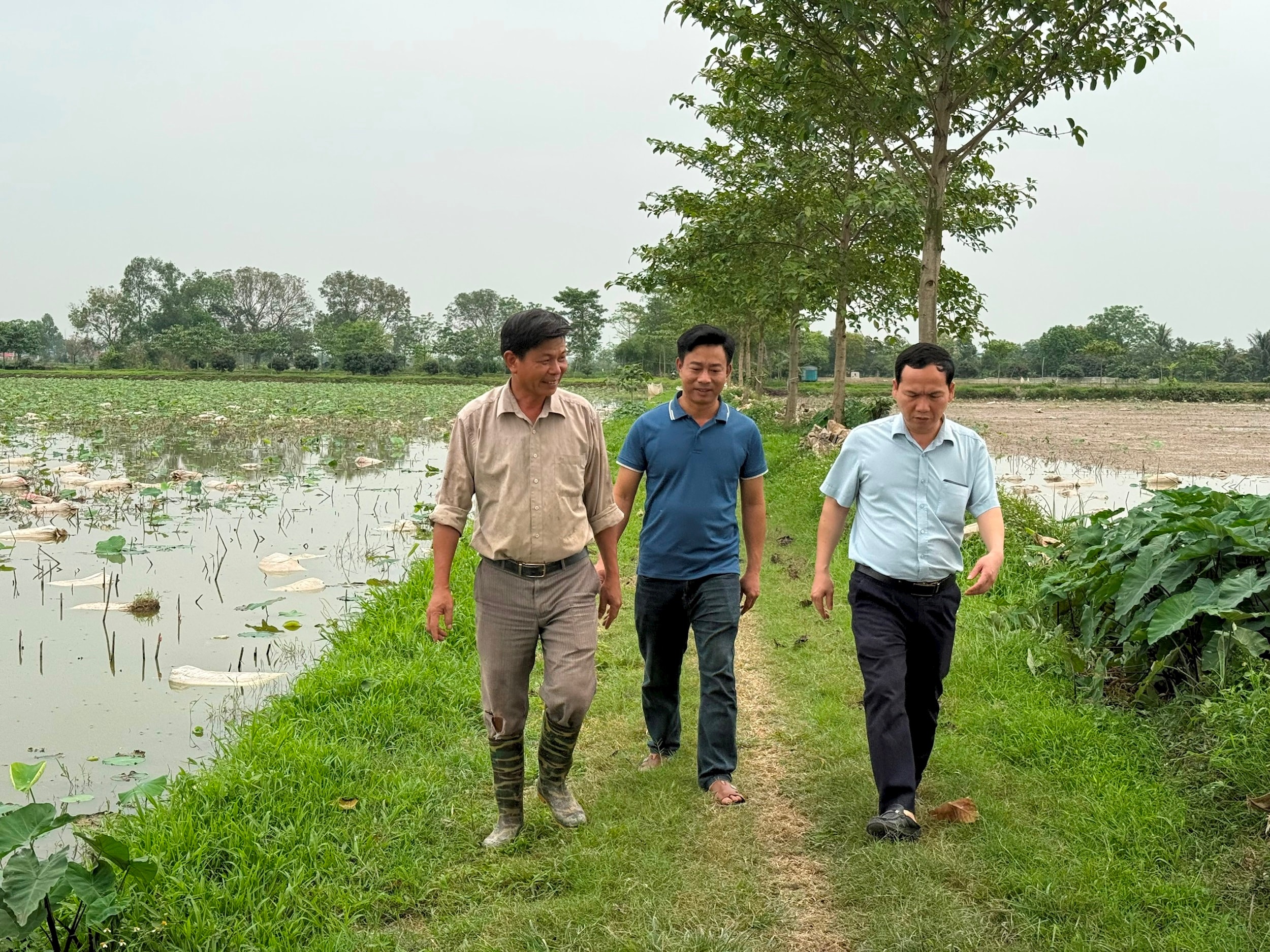 Ông Nguyễn Văn Tân (ngoài cùng bên trái) cùng cán bộ Phòng Kinh tế xã Hòa Xá thăm mô hình trồng sen Bách diệp dùng để ướp chè. Ảnh