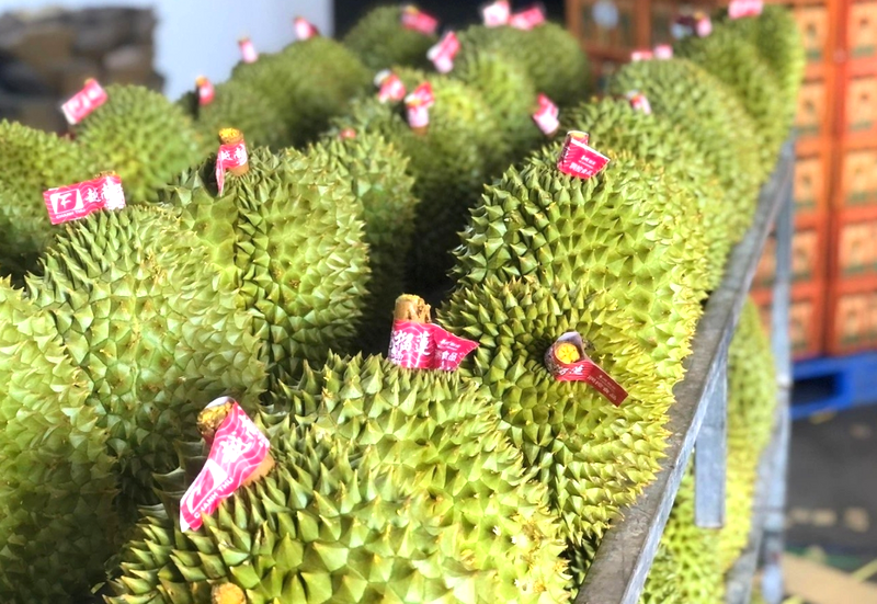 sau-rieng-6.png