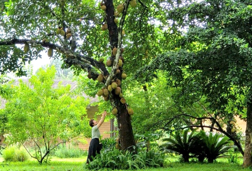 doai-phuong.jpg