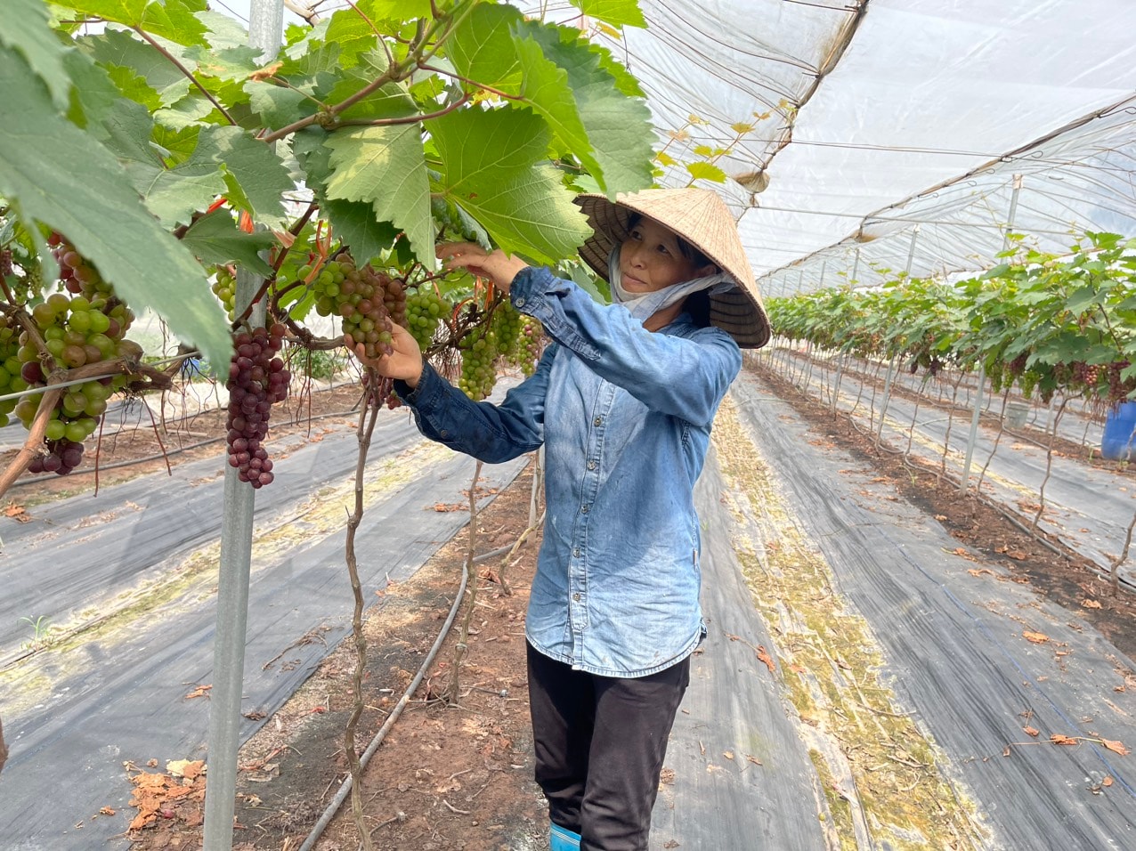 nho-thuong-tin.jpg