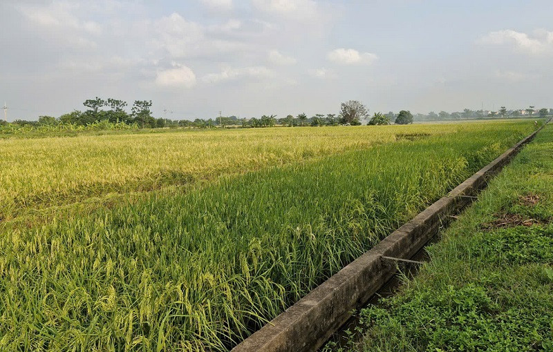 Xã Phú Xuyên phấn đấu thu hoạch xong trà lúa Xuân muộn trước ngày 7-6 và chuẩn bị tốt mọi điều kiện cho sản xuất vụ Mùa giành thắng lợi. Ảnh: PV