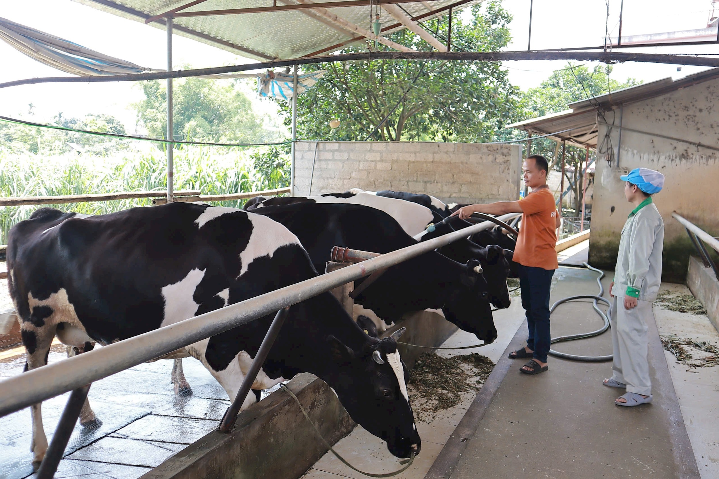 chan-nuoi-bo-sua-o-gia-dinh-anh-dang-hong-van-thon-6-xa-suoi-hai.jpeg