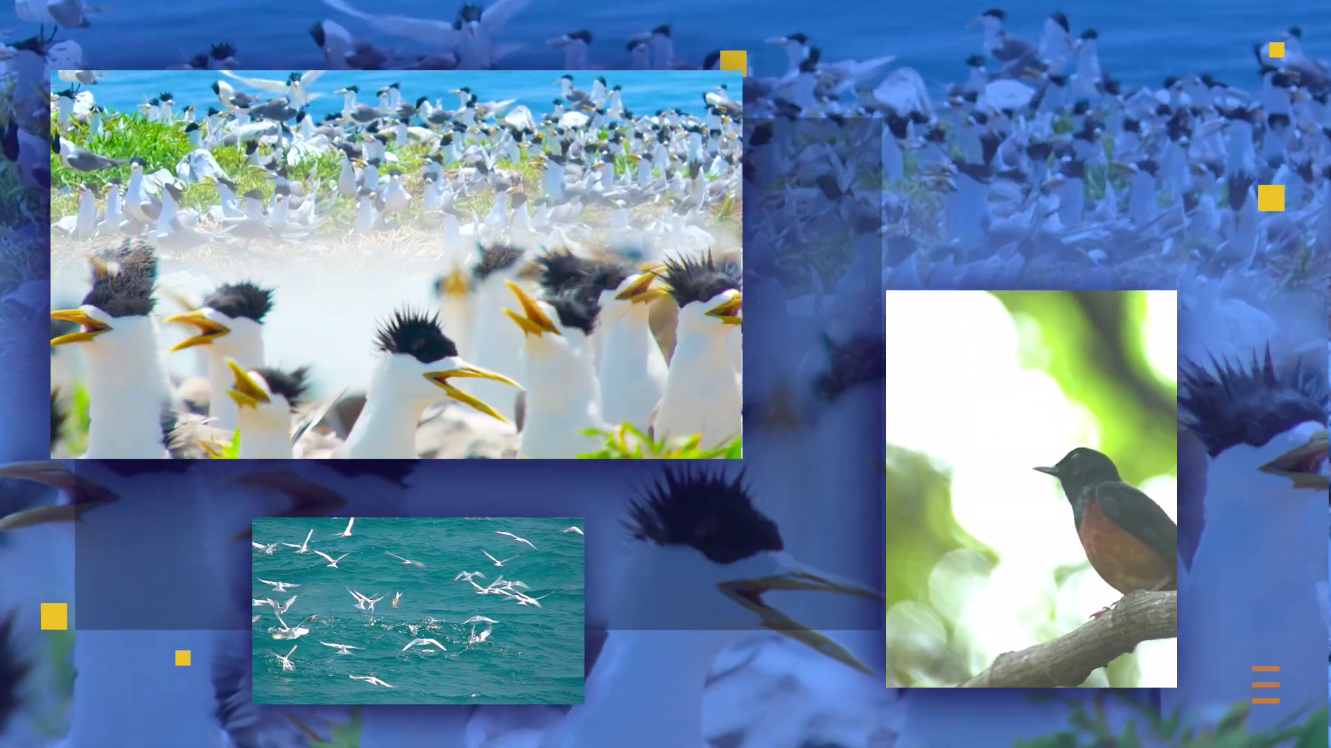 vietnam-wild-live-2-70162479715706809284007.png