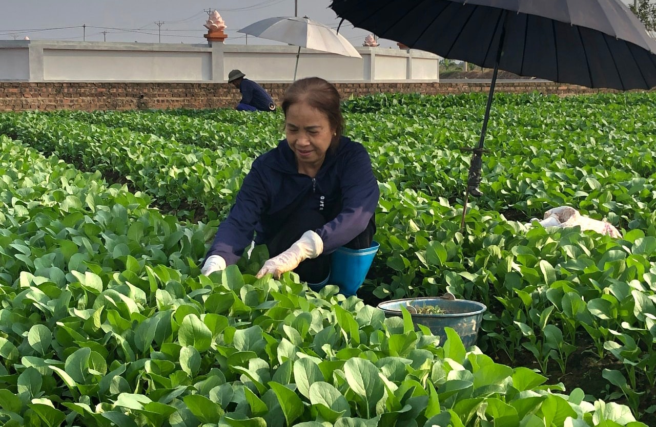 cham-soc-rau-an-toan-tai-hop-tac-xa-san-xuat-va-kinh-doanh-dich-vu-nong-nghiep-van-duc-xa-bat-trang-.-anh-trung-nguyen.jpg