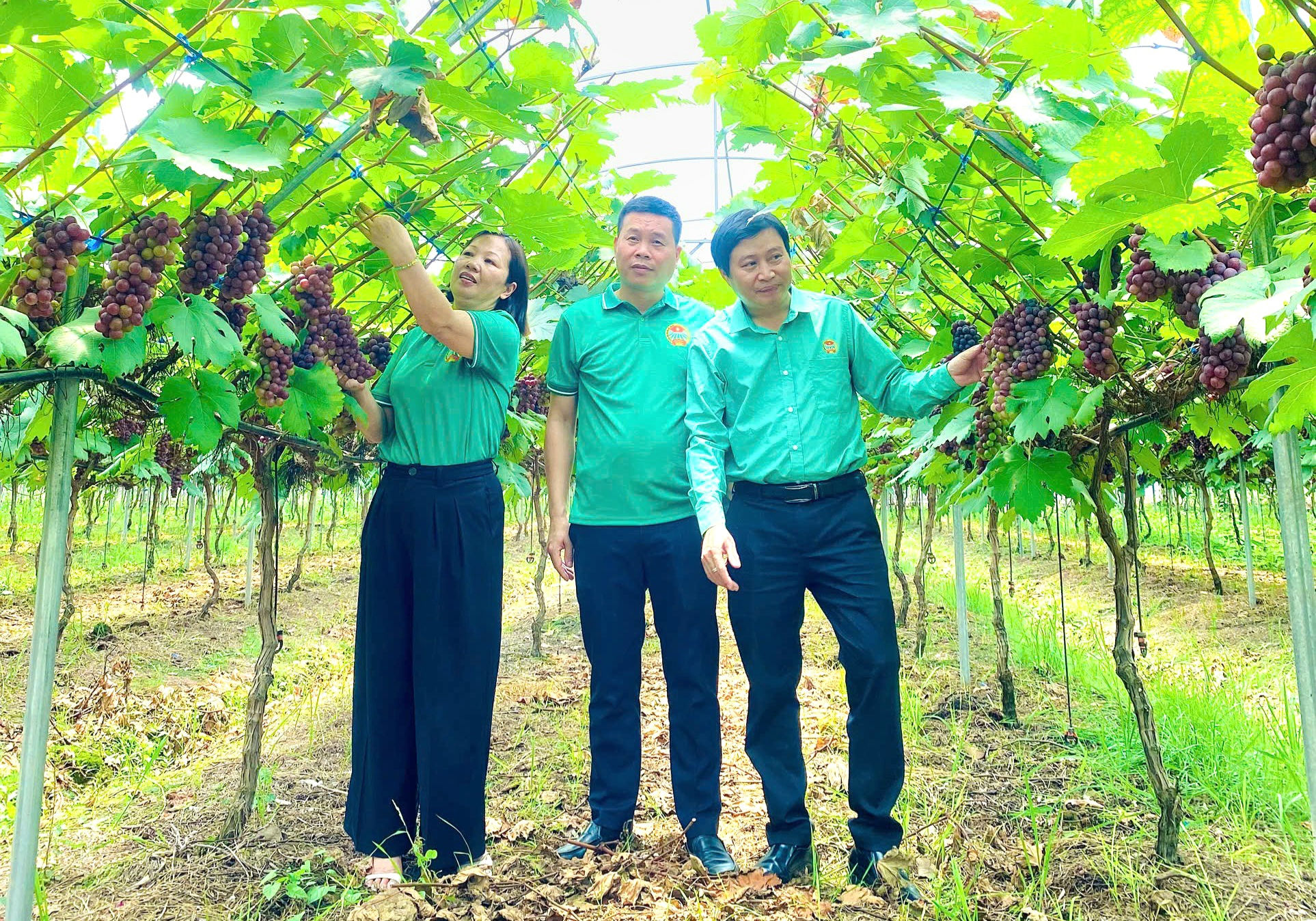 Mô hình trồng nho của ông Nguyễn Ngọc Quang ở thôn 6 xã Thạch Thất cho hiệu quả kinh tế cao. Ảnh: HND