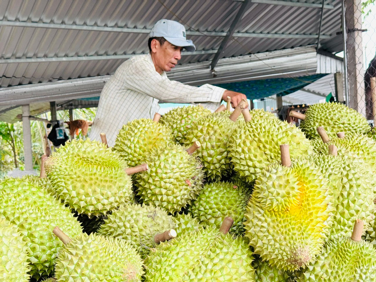 Trung Quốc còn là đối tác có ảnh hưởng quan trọng tới chuỗi giá trị nông sản trong khu vực. Ảnh: P