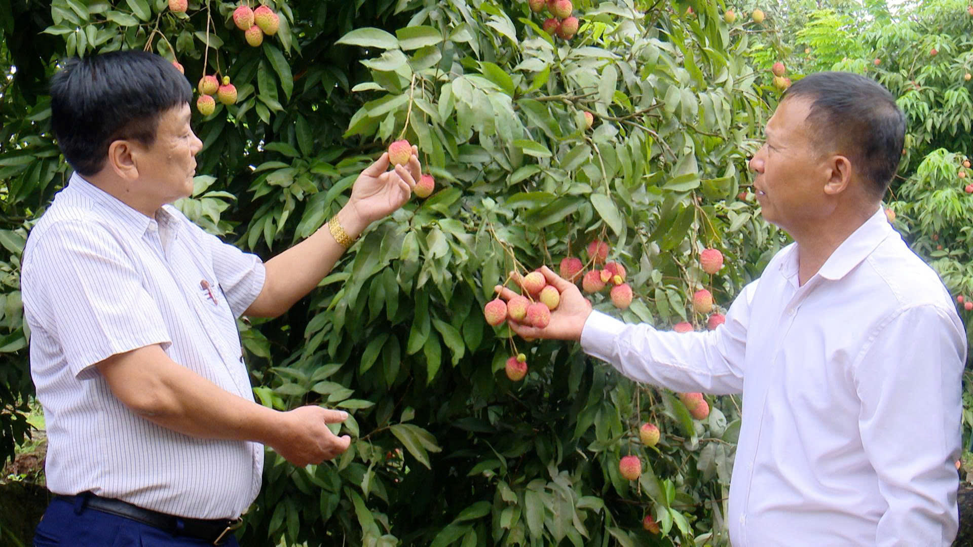 Doanh nghiệp muốn mở rộng thị phần phải đáp ứng đồng thời nhiều tiêu chuẩn về vùng trồng, cơ sở đóng gói, kiểm dịch thực vật, truy xuất nguồn gốc. Ảnh: PV