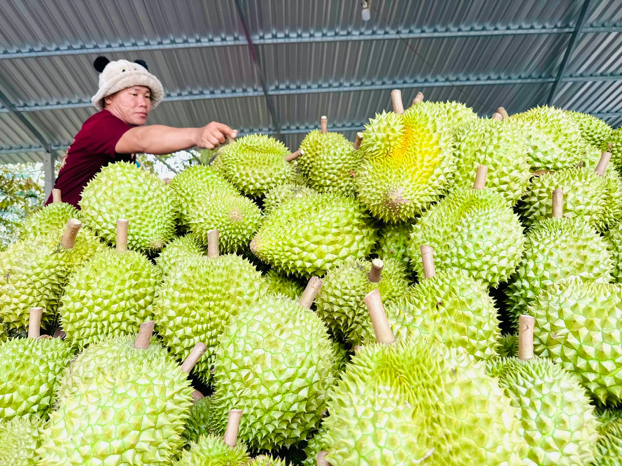 sau-rieng-4.jpg