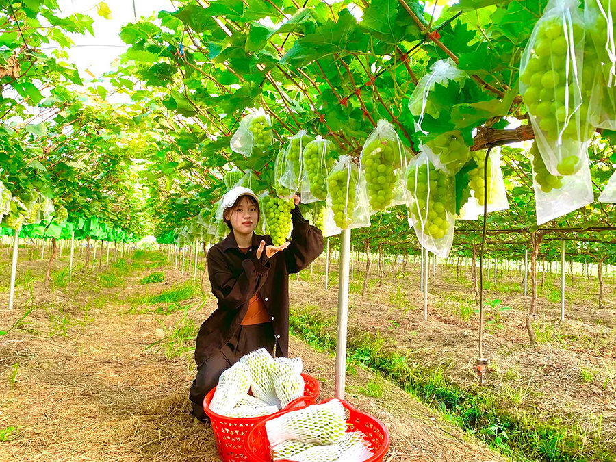 nho-thach-that.jpg