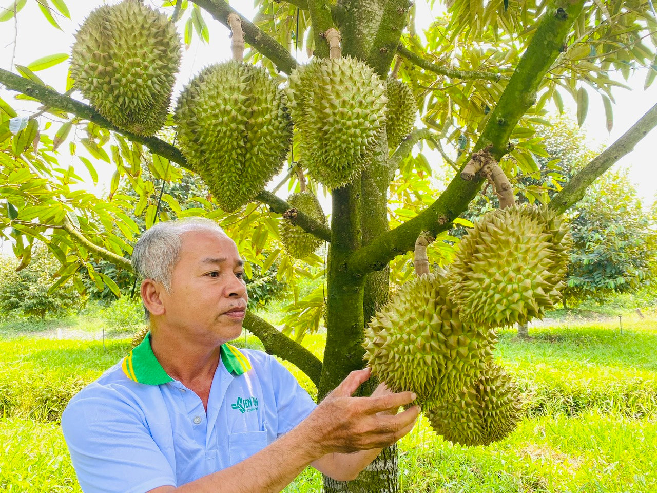 sau-rieng-1.jpg