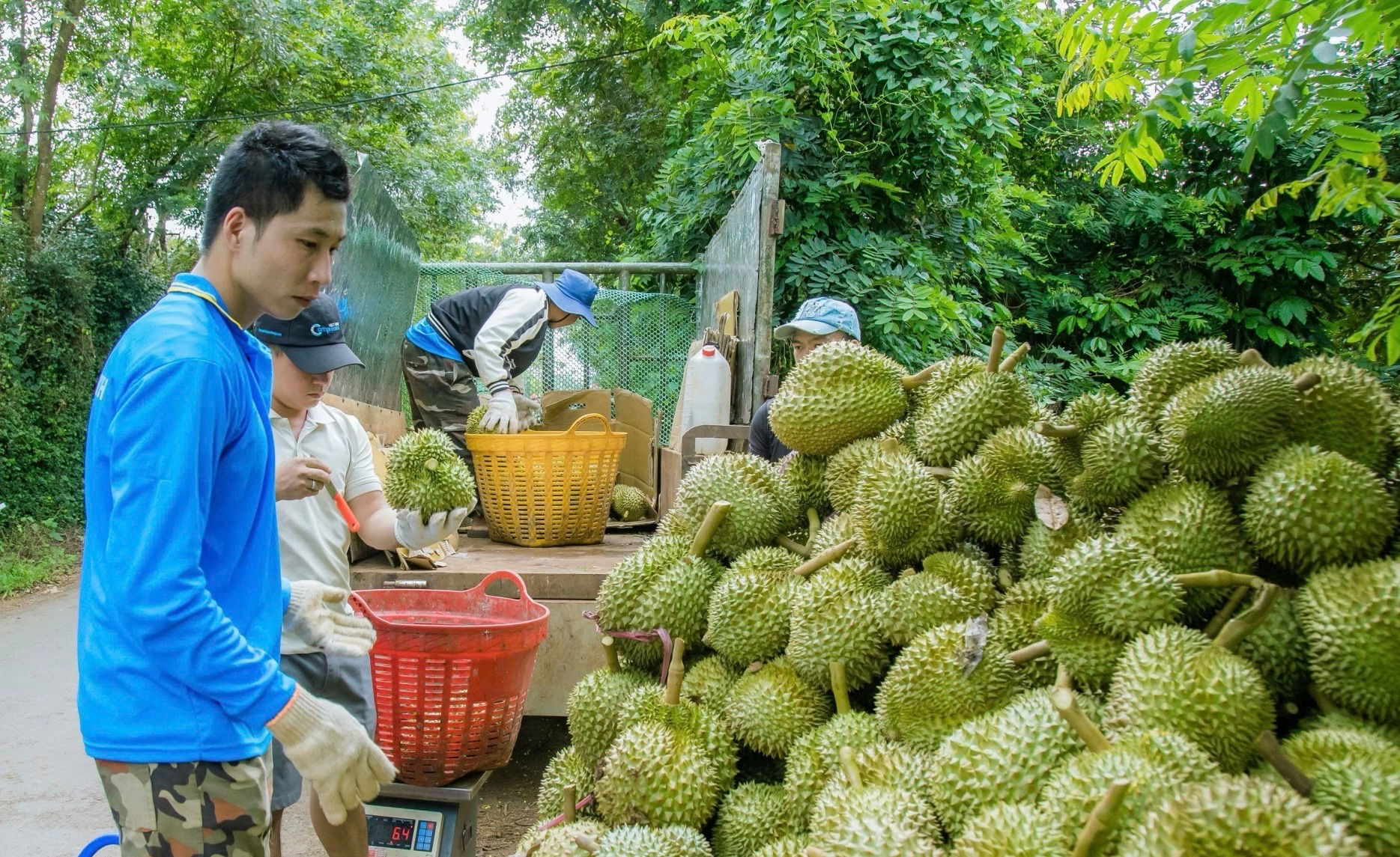 sau-rieng-2.jpg