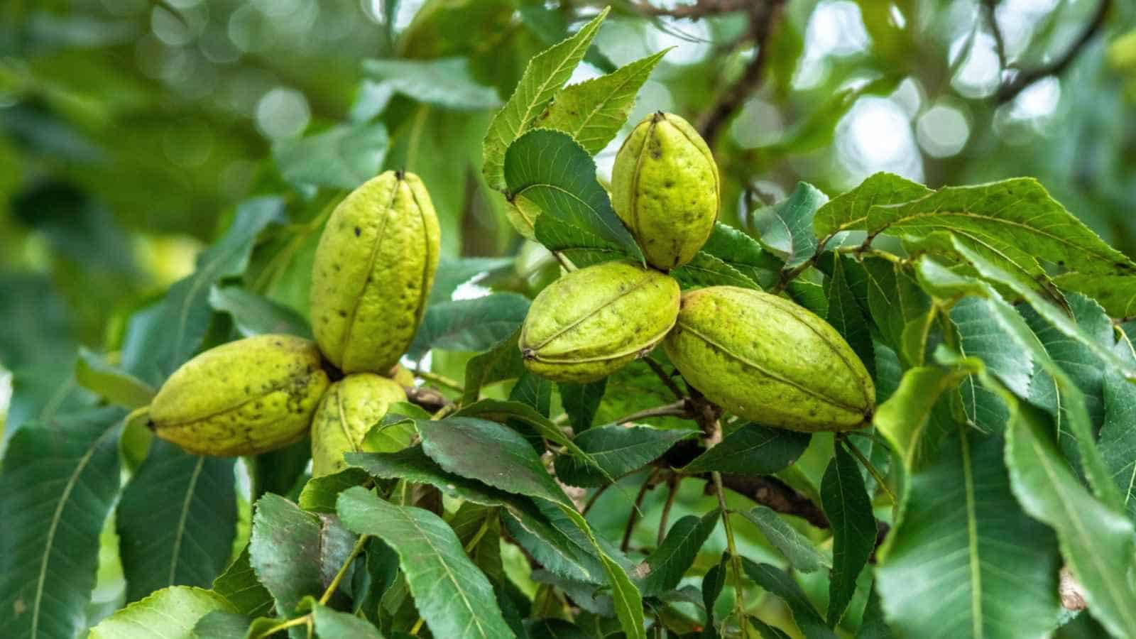 pecan.jpg