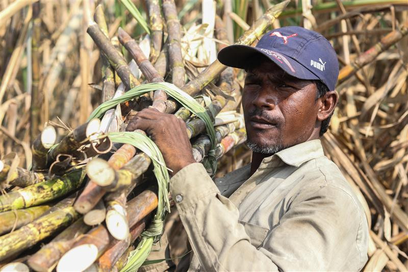 2023-02-10t103003z_1_lynxmpej190es_rtroptp_4_us-india-climate-change-farming-sugar.jpg