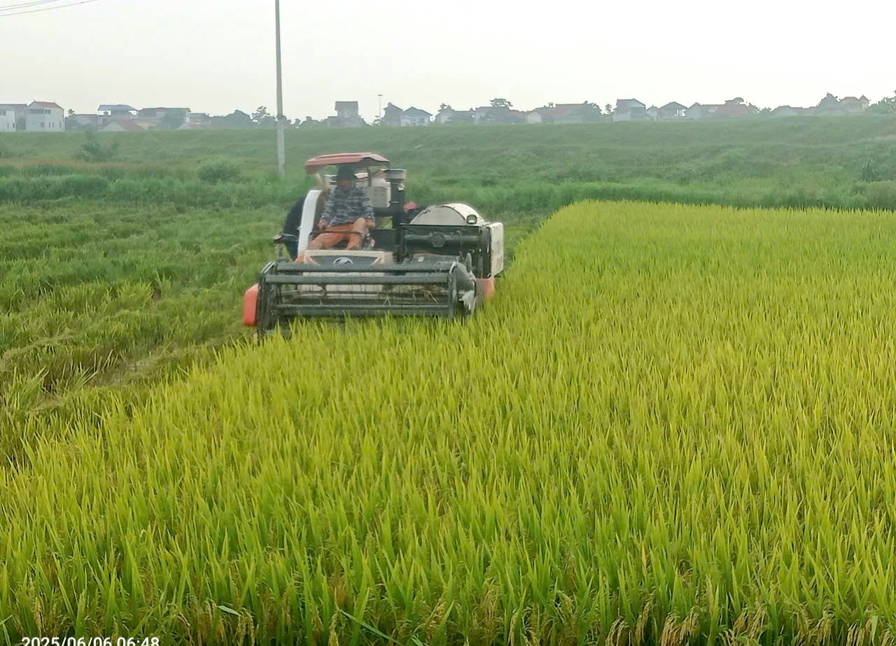 yen-lang-1.jpg