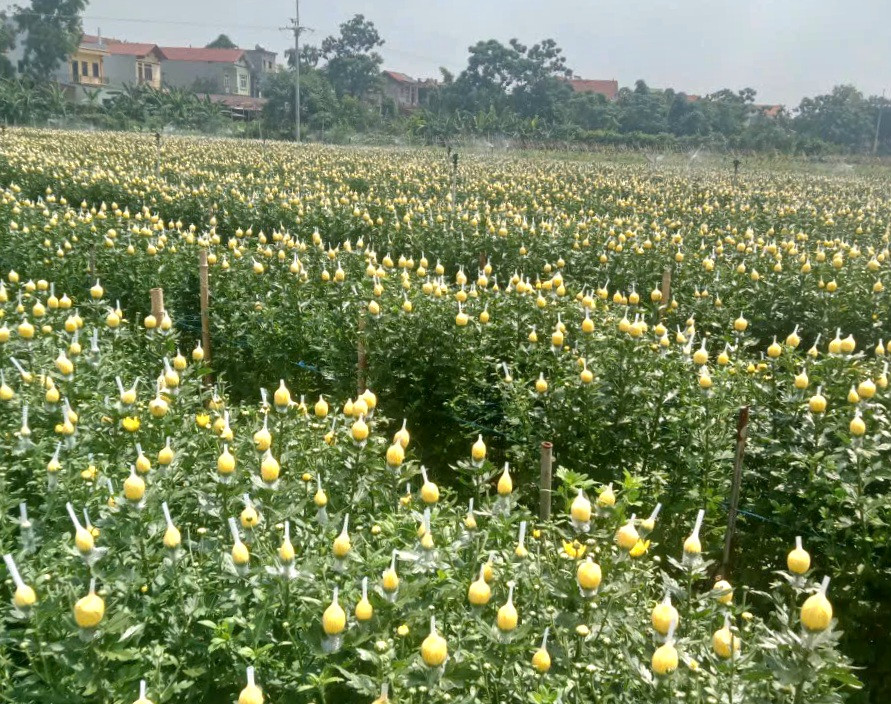 Những cánh đồng trồng lúa, trồng hoa trải rộng ở Yên Lãng trở thành nguồn cung nông sản cho thị trường Thủ đô. Ảnh: H