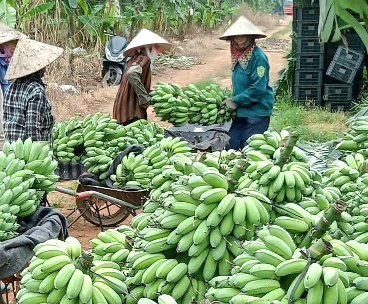 yen-lang.jpg