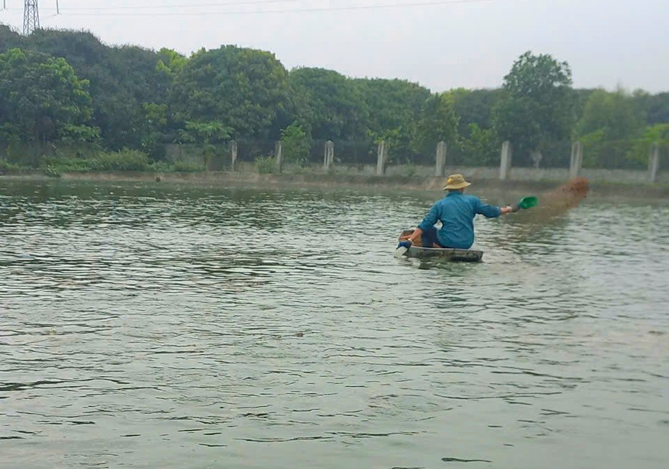 Mô hình nuôi cá rô đầu vuông của hội viên nông dân Đặng Văn Quý (xã Hòa Xamang lại hiệu quả kinh tế cao. Ảnh: HND