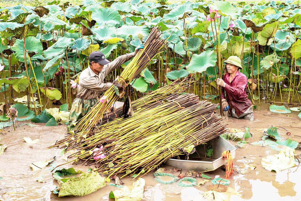 sen-1.jpg