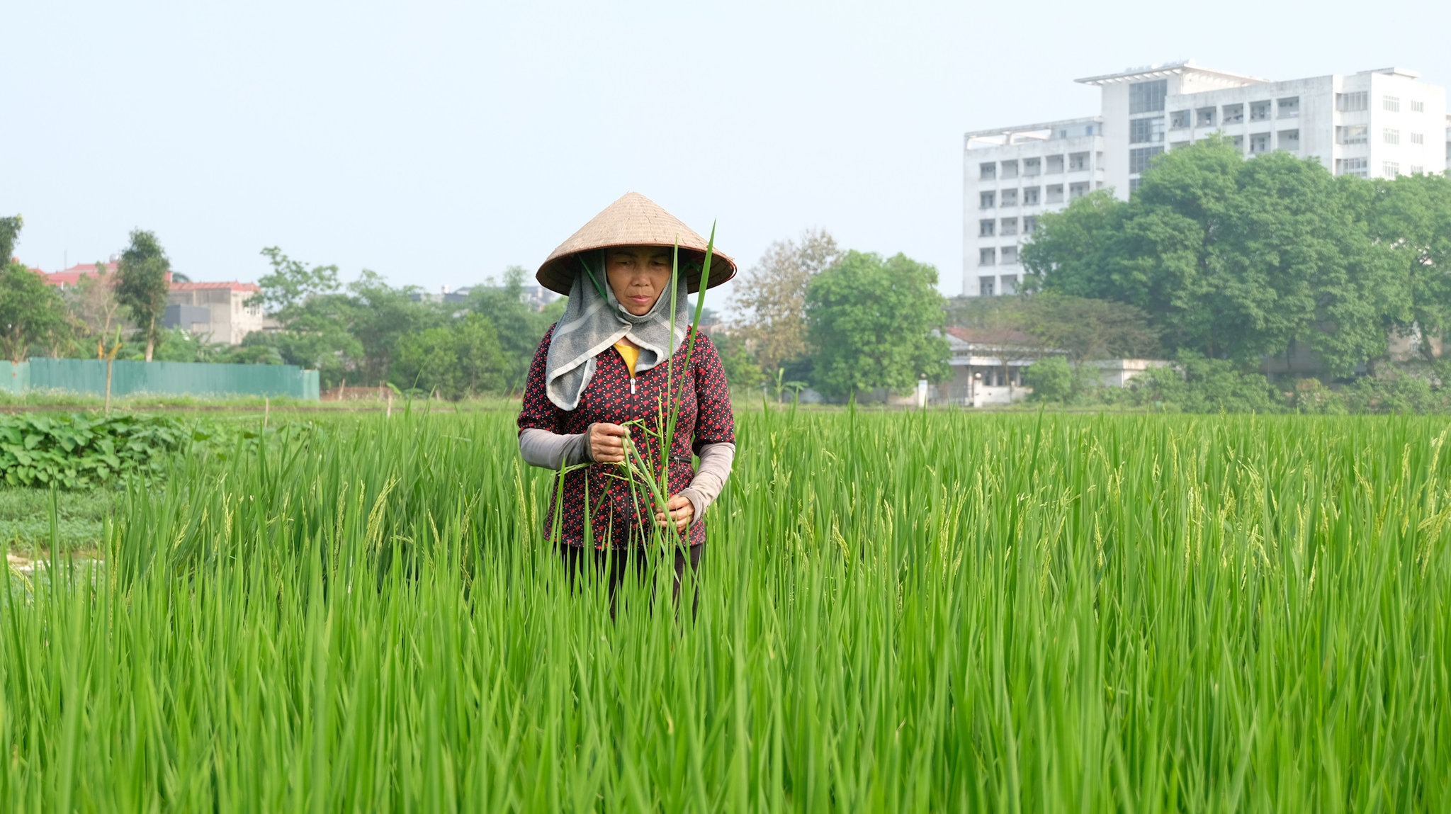 dscf6842.jpg