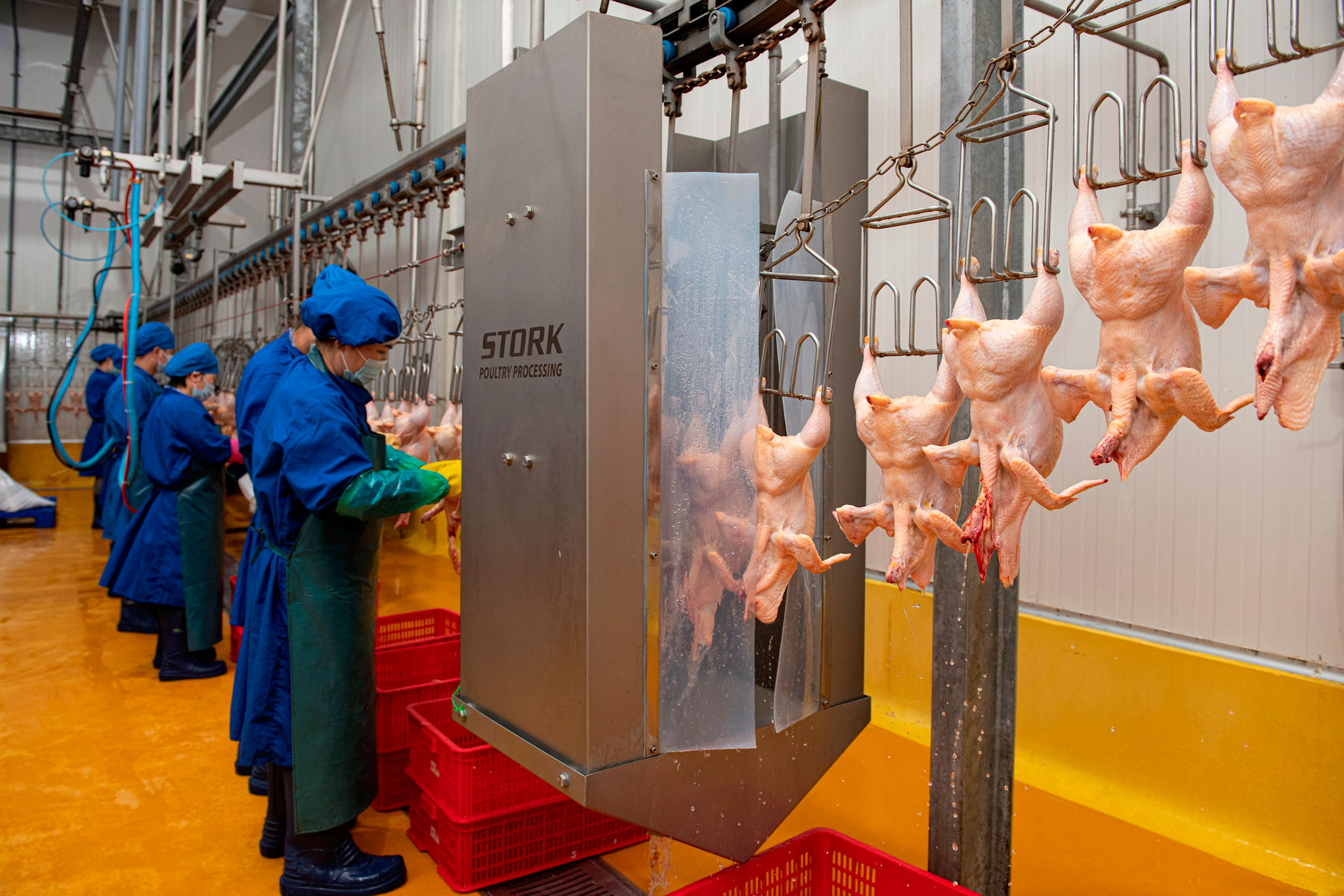 iệc liên kết các khâu trong cùng một chuỗi không chỉ giúp kiểm soát chất lượng sản phẩm mà còn tạo đầu ra ổn định hơn cho các hộ chăn nuôi. Ảnh: PV