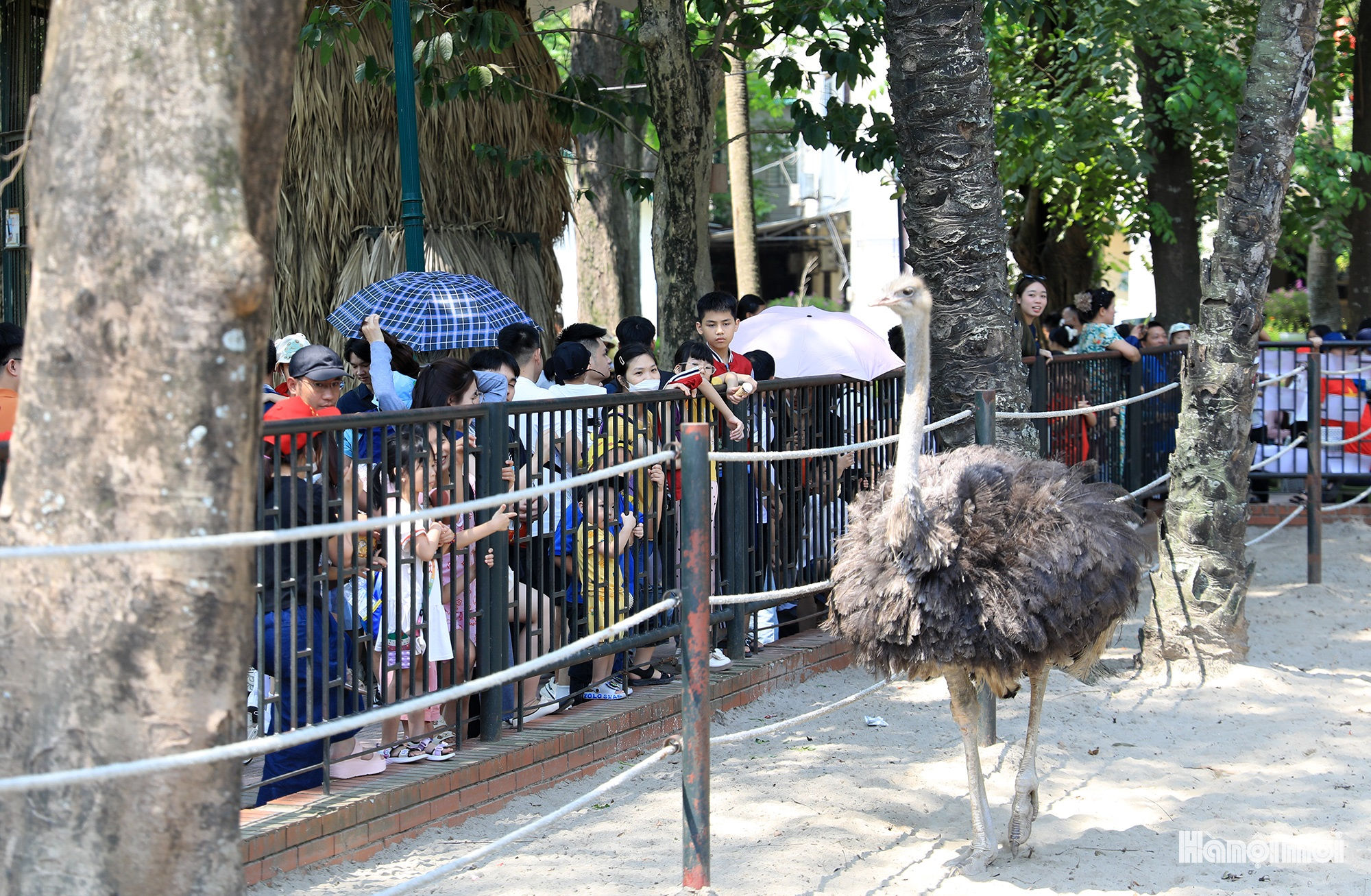 W_vuon-thu-ha-noi-5.jpg