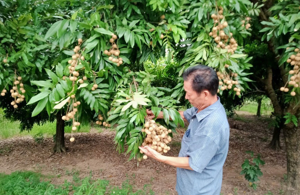 nhan-chin-muon.jpg