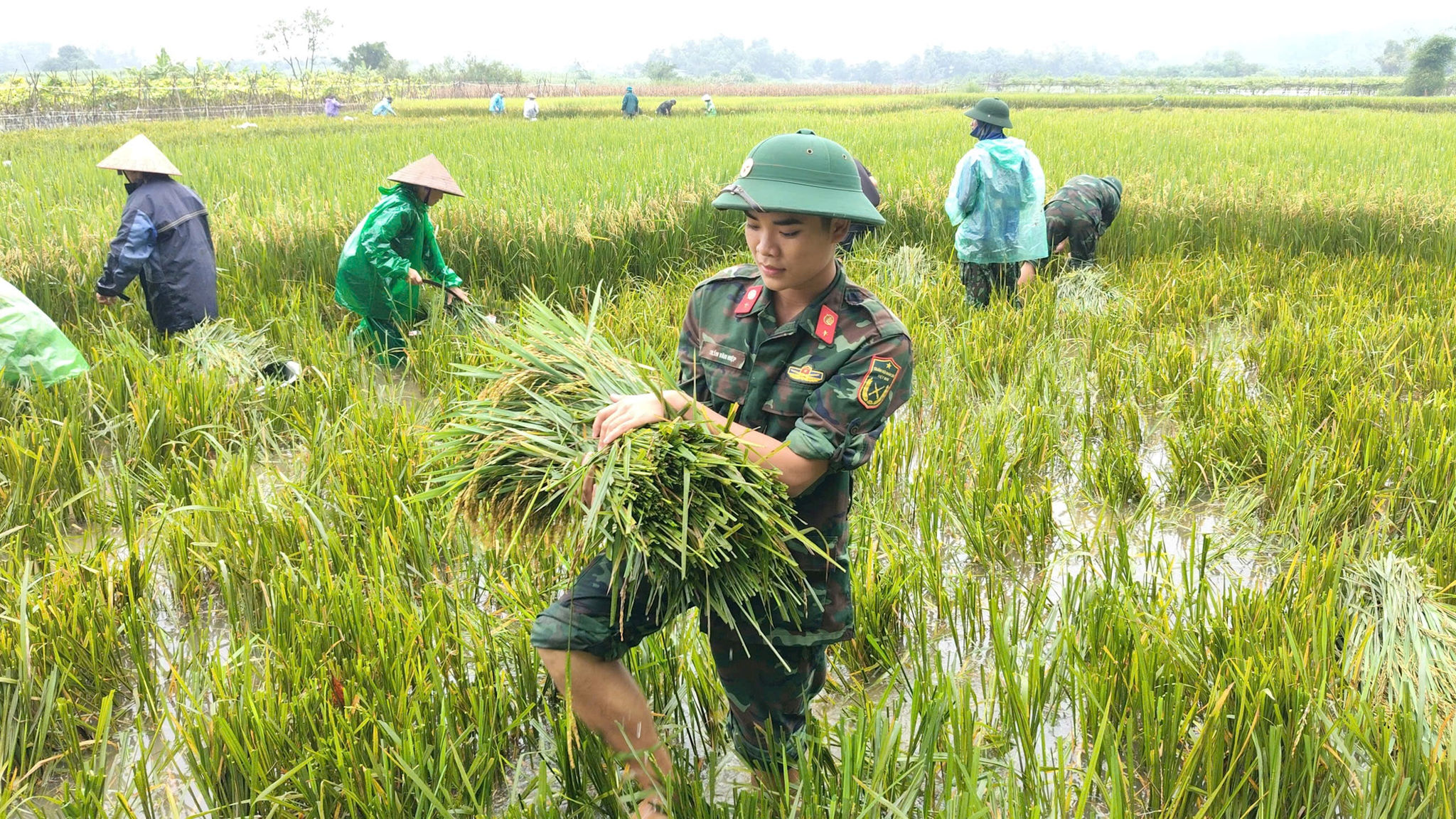 Lực lượng quân đội đóng trên địa bàn hỗ trợ nông dân xã Đoài Phương gặt lúa chạy ngập. Ảnh: Nam Bùi