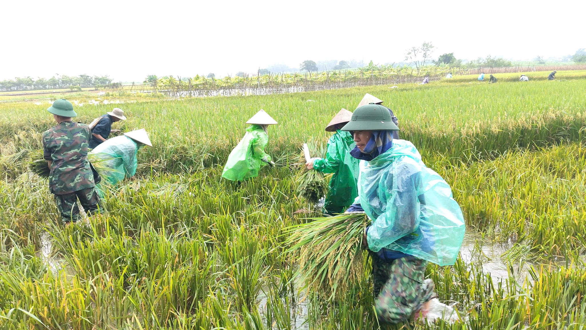 Các địa phương đẩy nhanh tiến độ thu hoạch lúa mùa, nhất là diện tích đã chín, theo phương châm “xanh nhà hơn già đồng”. Ảnh:
