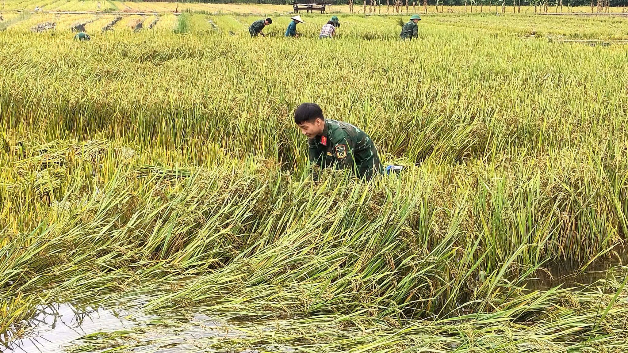 Việc thu hoạch sớm không chỉ hạn chế nguy cơ thiệt hại do mưa lớn, ngập úng mà còn góp phần bảo đảm chất lượng hạt lúa, sớm giải phóng đất để triển khai sản xuất vụ đông. Ảnh: Nam