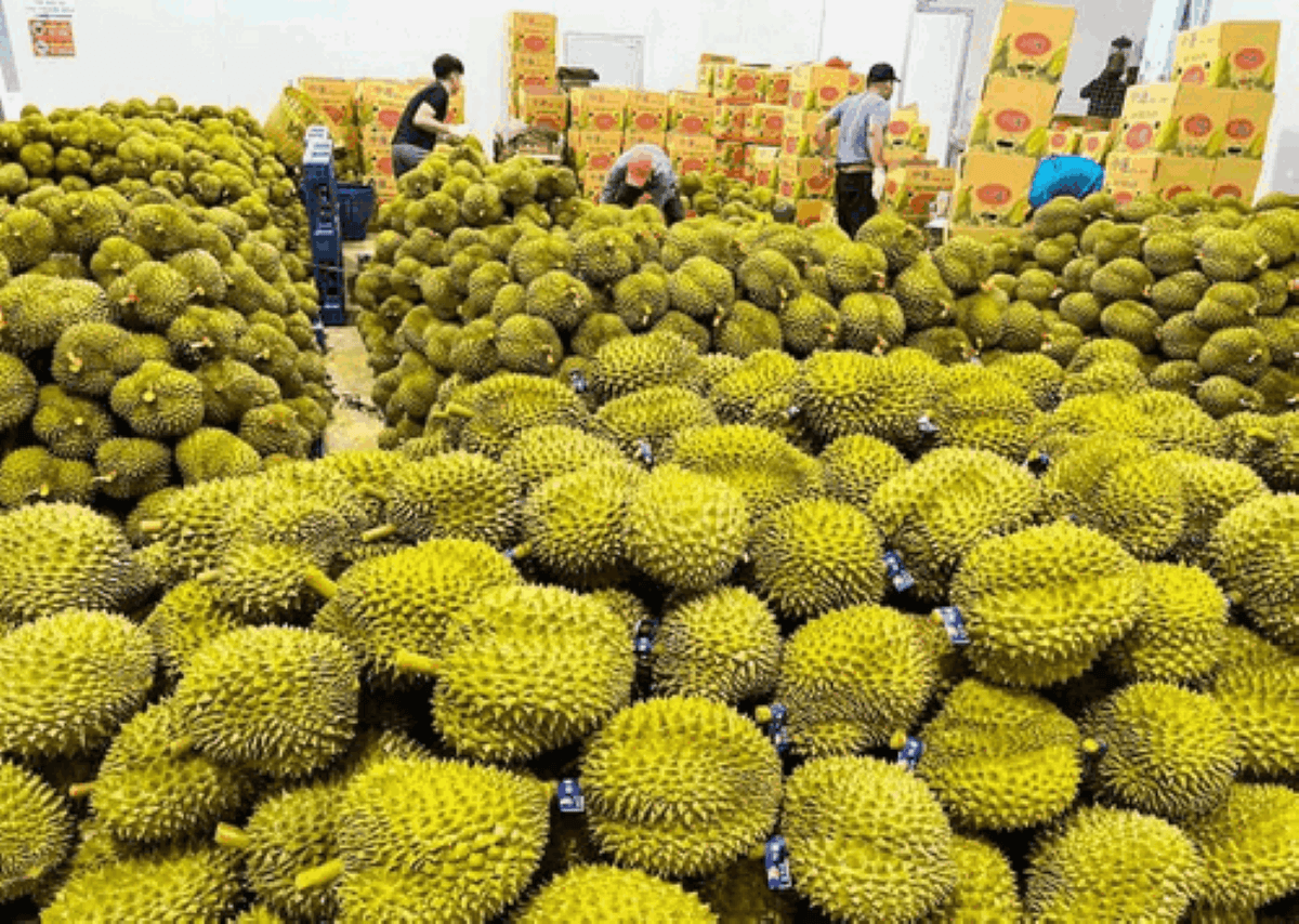 sau-rieng-6.png