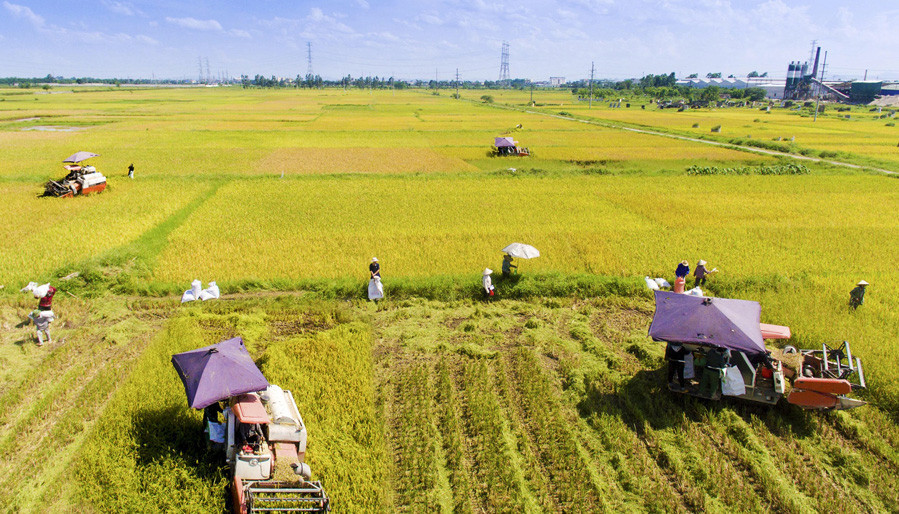 nguoi-dan-ngoai-thanh-ha-noi-thu-hoach-lua-mua.anh-thai-tiep.jpg