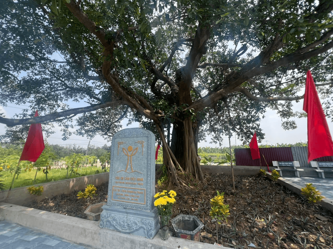 Một cây đa khác tại thôn Xuân Phú cũng được công nhận Cây Di sản Việt Nam trong dịp này. Ảnh: Tuấn Hữu