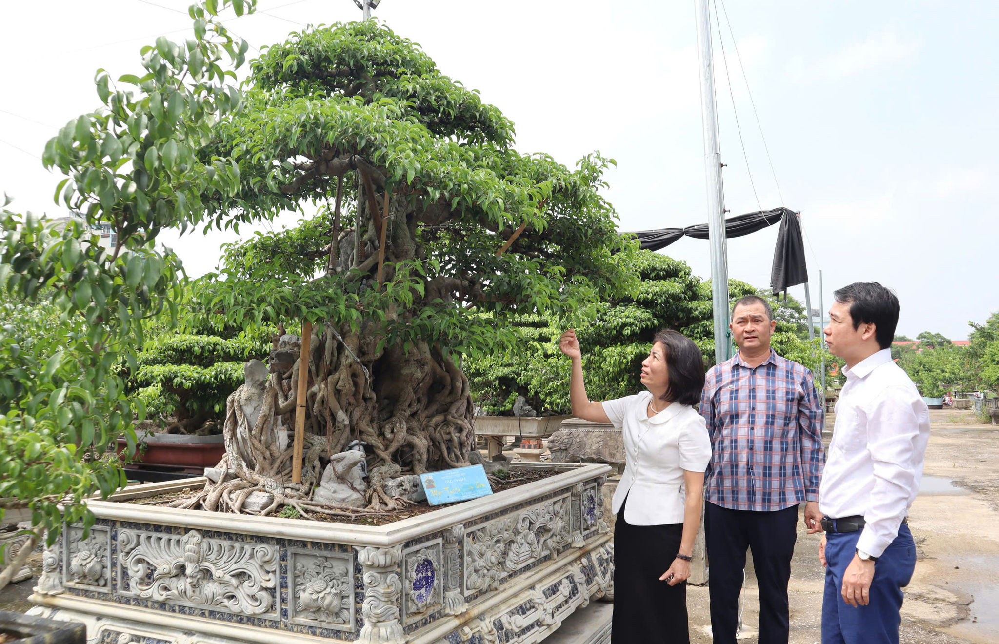 mo-hinh-trong-cay-canh-nghe-thuat-tai-xa-thien-loc-cho-hieu-qua-kinh-te-cao.-anh-mai-nguyen.jpg