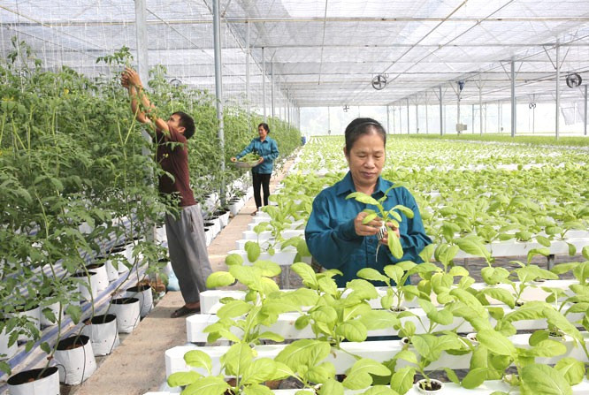 Hà Nội phấn đấu thành lập mới từ 150 hợp tác xã năm 2027