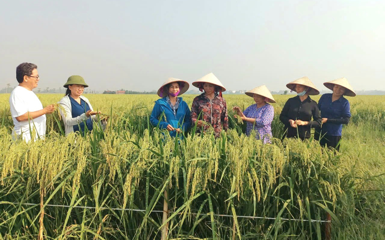 Hợp tác xã kinh doanh dịch vụ tổng hợp nông nghiệp Thụy Lâm (xã Thư Lâm)hăm đồng, đánh giá nămg suất lúa nếp cái hoa vàng. Ảnh: Thụy Lâm 