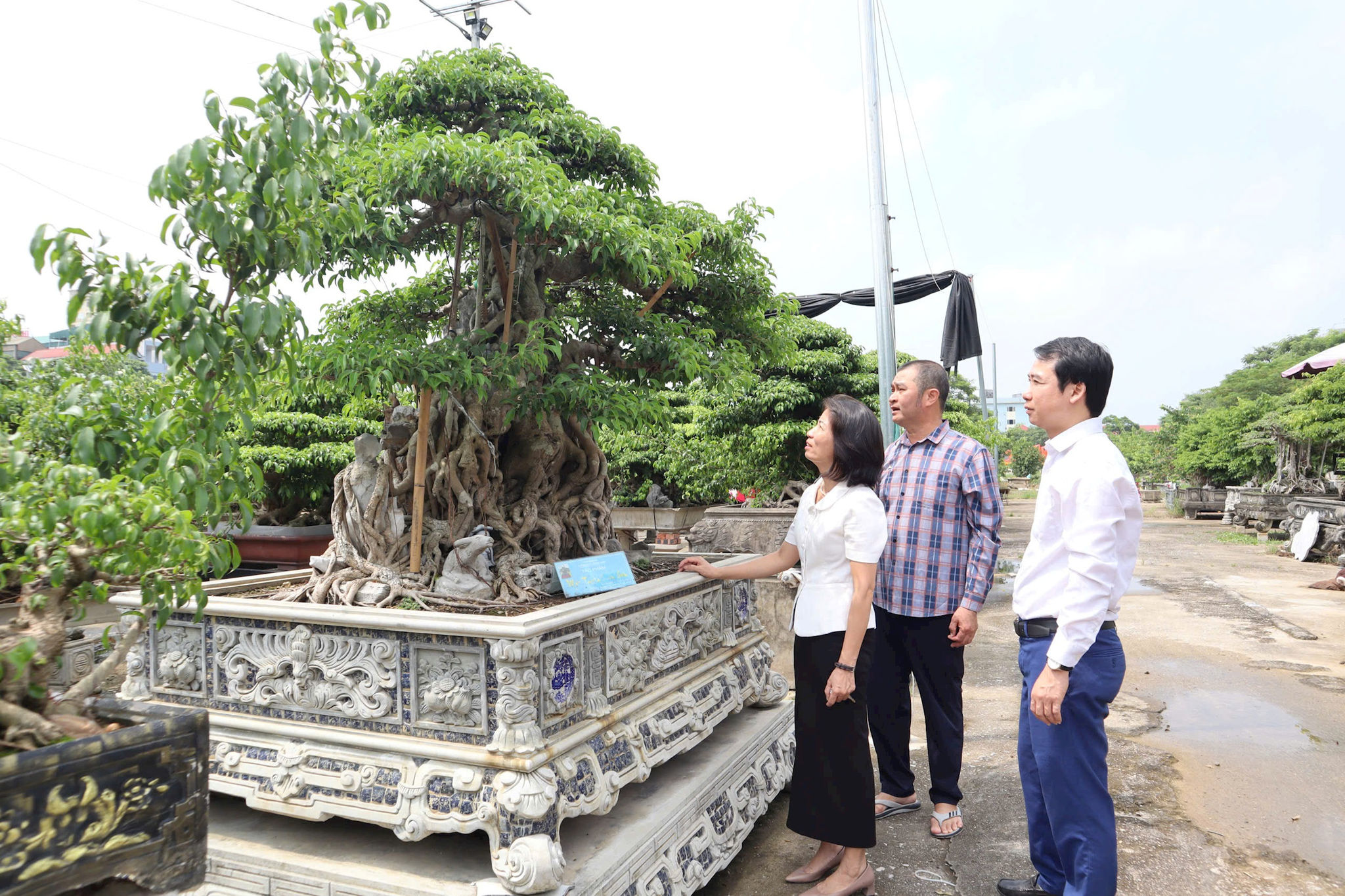 Nhiều hộ dân ở xã Thiên Lộc chuyển sang trồng cây cảnh giá trị kinh tế cao. Ảnh: Nguyễn Mai