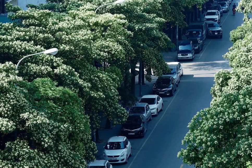 Hoa sữa dành riêng cho Hà Nội từ trong nhạc trong thơ và trong đời sống tinh thần hàng ngày. Ảnh: Ba